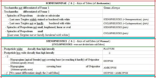 Ichneumoninae divers